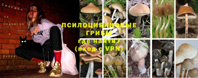 купить закладку  Азнакаево  Псилоцибиновые грибы Magic Shrooms 